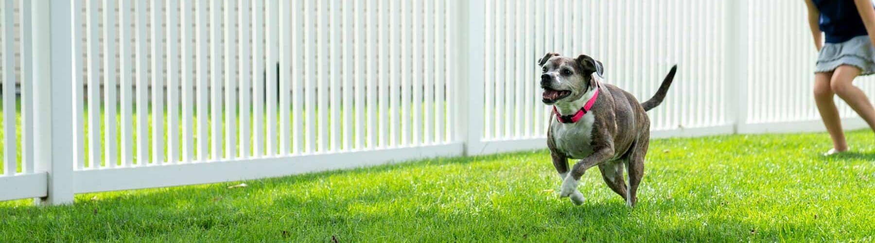 Dog running through yard with modern vinyl fence