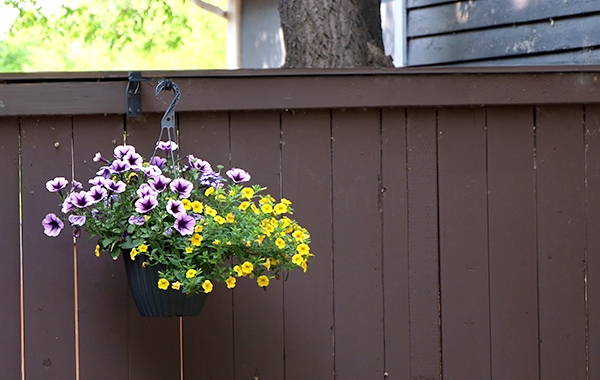 Hanging basket on hook attached to wooden fence