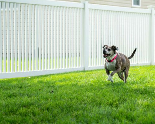 Derby´s Pet Fence Louisville, Lexington & Southern Indiana's #1 & Best  Electric Dog Fence Company