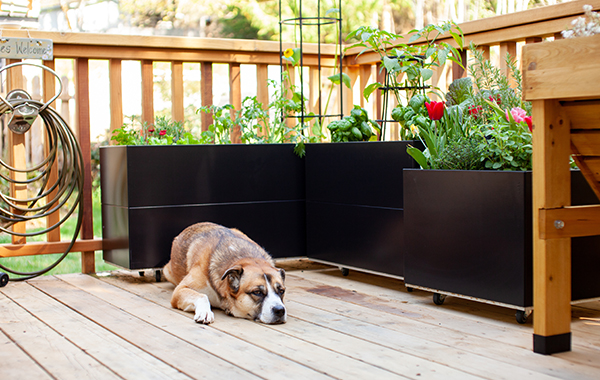 Dog laying on wood deck with plant containers full of fruiting plants